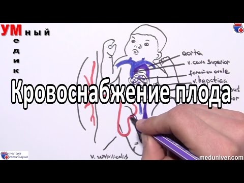 Кровоснабжение плода - meduniver.com