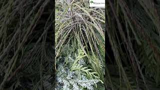 This simple night routine can save your plants from cold damage #dhgardencentre #plantcare