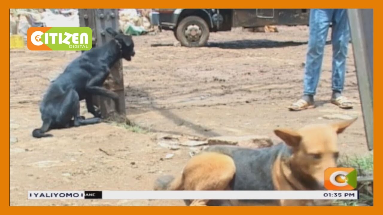 citizen tv live stream kenya Madaktari wa mifugo watoa chanjo ya kichaa cha mbwa Kisii