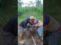 ayam hutan bersarang telurnya baru menetas #shortvideo #birds #nature