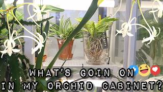 IKEA ORCHID GROWING CABINET UPDATE -  BULBOPHYLLUM TRICHOPILIA AND ANGRAECUM FOCUS
