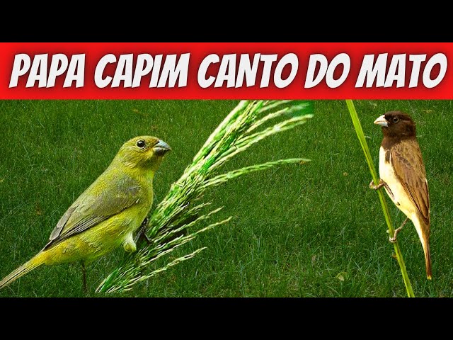 canto de papa capim comum