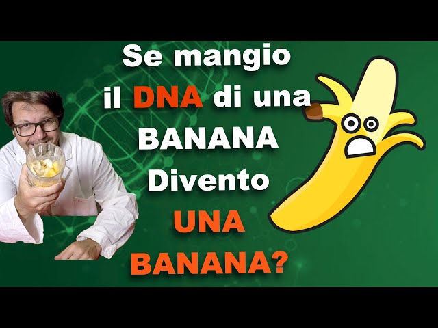 Se mangio il DNA di una banana divento una banana? Esperimento col botto.