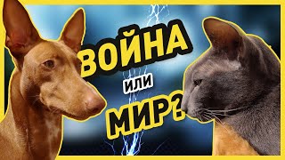 МОГУТ ЛИ ДРУЖИТЬ КОТ И СОБАКА? | Как обустроить дом, чтобы кошка и собака не воевали (Часть 2)