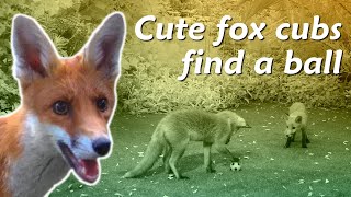 Cute fox kits find a ball