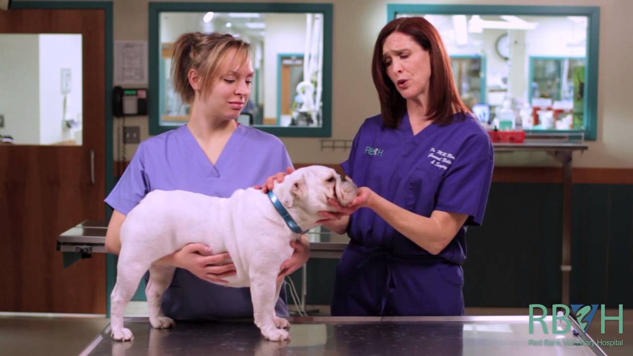 New Dawn Films: Educational Web Video, Red Bank Veterinary Hospital: How To Give Your Dog Medication