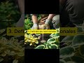 ¿Por qué mis plantas se ponen amarillas?