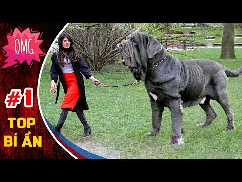 Video 11 giống chó KỲ LẠ NHẤT hành tinh | TOP BÍ ẨN #1 - youtube
