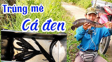 Táp liên tục #Câu cá lóc rừng U Minh Thượng #Hữu Khuynh kiên Giang (Tập 55)