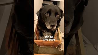 They Built their Dog a Stair Lift ❤️