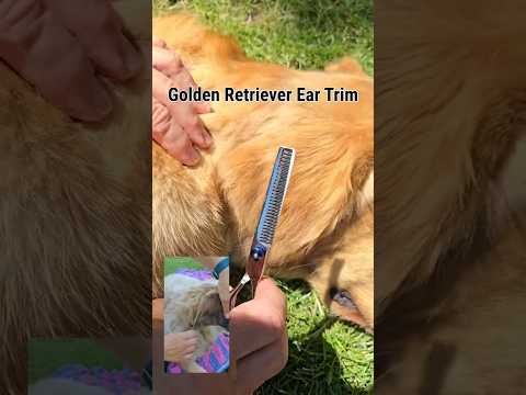Golden Retriever Ear Trim