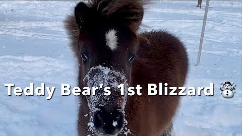 Teddy Bear’s 1st Blizzard | How To Keep Water Troughs From Freezing Over Without Electric