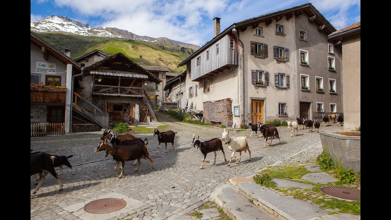 Ünschi Geiss: Tradition der Dorfziegen im Rheinwald