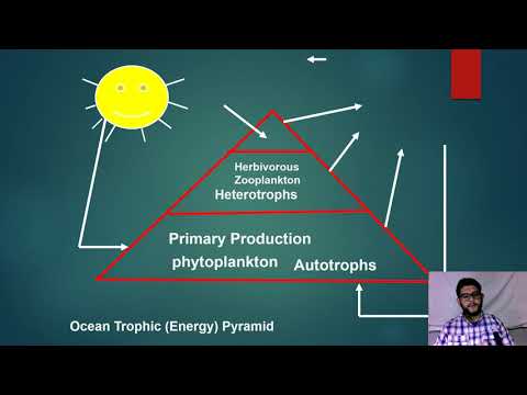 APES Topic 1.9 Trophic Levels