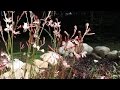 Walmart Haul and more perennials on Walmart Haul and more perennials on