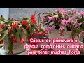 Cactus de pascua o primavera cuidados para tener una explosión de flores