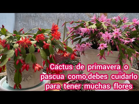 Video: Cuidado del cactus de Pascua - Consejos para cultivar una planta de cactus de Pascua