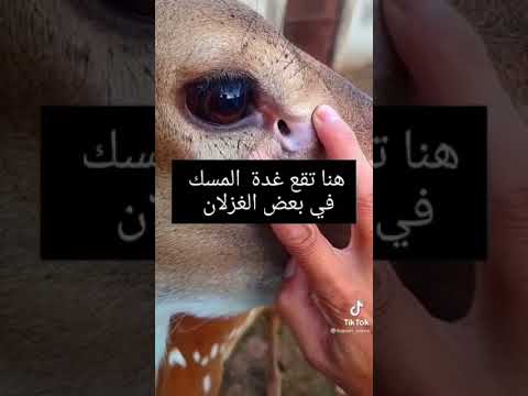 سبحان الله شاهد من أين تستخرج غدة أو فأرة المسك من الغزال كما قيل فإن المسك بعض دم الغزال