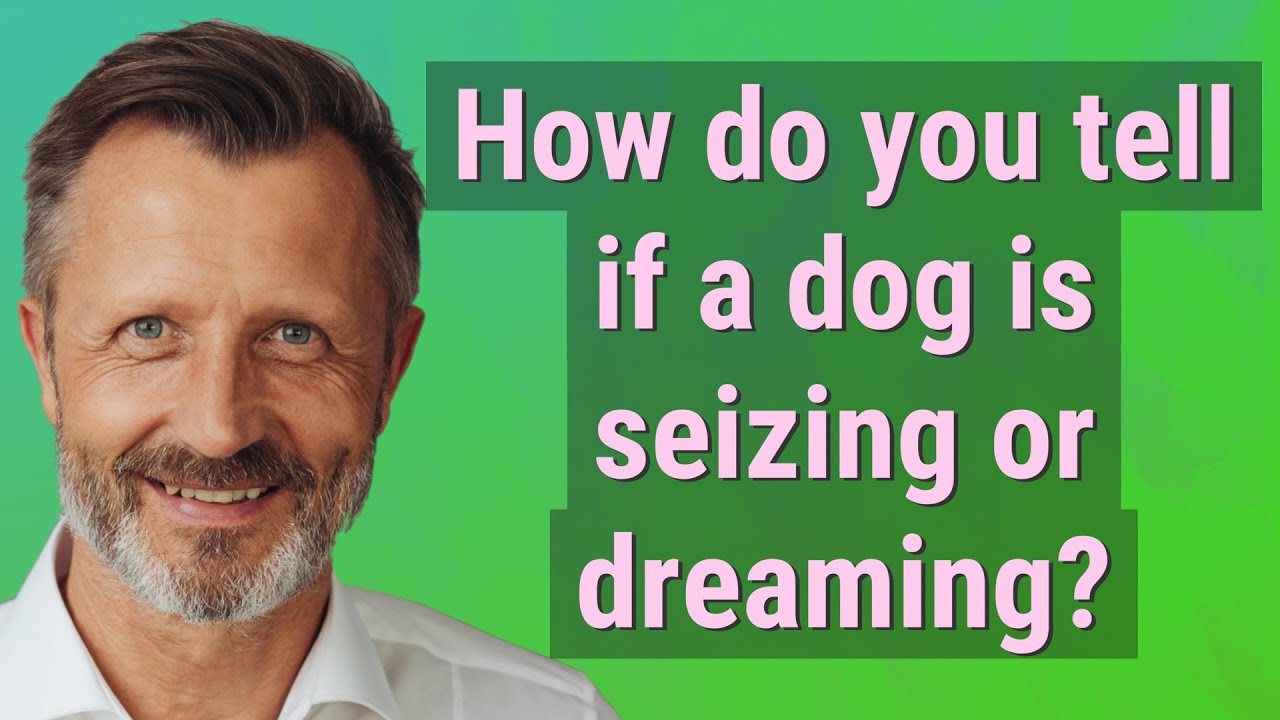 How Do You Tell If A Dog Is Seizing Or Dreaming YouTube