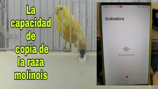 La capacidad de copia de la raza molinois (el por qué de los cruces con timbrado)