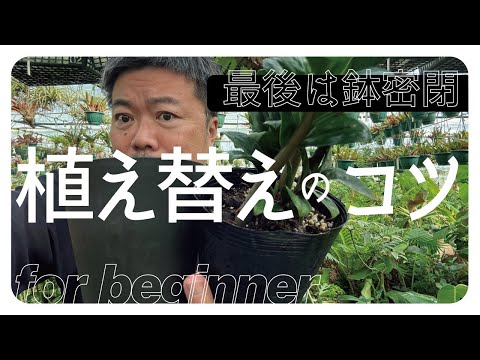 Pittosporum移植の失敗しないコツを5つのステップで解説