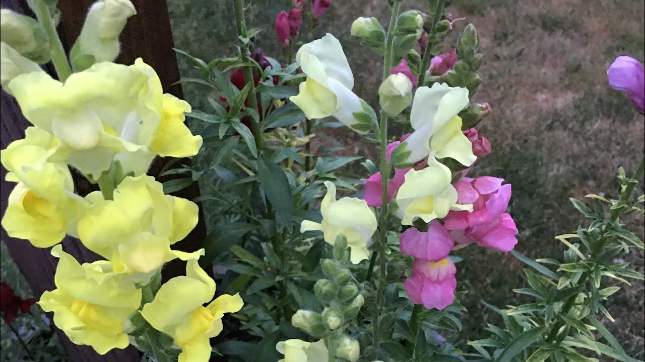 Dollar Tree Bulbs Flower Updates Summer Blooms YouTube