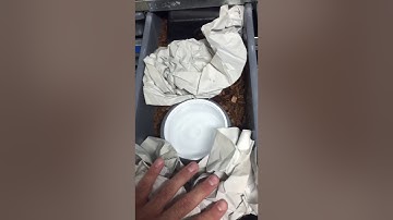 Stubborn ball python feeder tricks