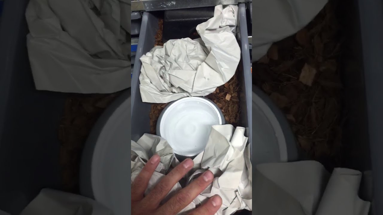 camera iphone 8 plus apk Stubborn ball python feeder tricks