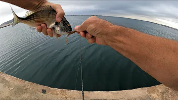 Comment pêcher dans l étang de Thau ?