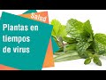 Plantas que ayudan en tiempos de virus | Salud