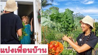 เก็บผักปลอดสารพิษแบ่งเพื่อนบ้าน Harvest/share organic veggies (EN/TH sub) l Jayy Crane