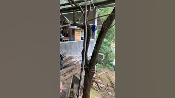 Cách cắt tiết rắn