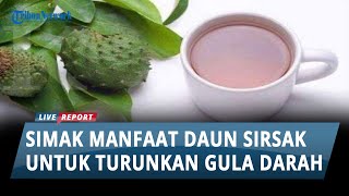 MURAH DAUN BUBUK SRIKAYA KERING (ORIGINAL)-250 GRAM