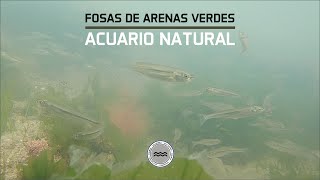 Pejerrey en Acuario Natural. Fosas de Arenas Verdes. #acuario #natural #viral