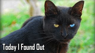 Why Black Cats Are Considered Bad Luck