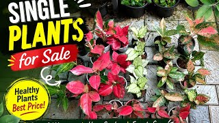 Aglaonema single plants for sale starting at 150 Rs, WhatsApp 7558048112 (not a payment number)
