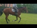 Clinica de salto de frederic cottier en haras santa monica vi