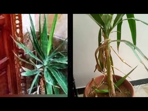 فيديو: أنواع مختلفة من اليوكا - ما هي أنواع نباتات اليوكا المختلفة المستخدمة