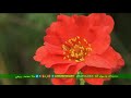 دخیلك یارسول الله ملا محمدی ربیعی