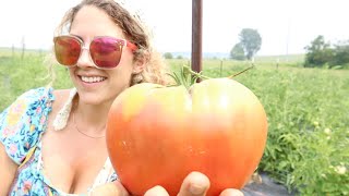 Grab a Snack, Let's Harvest the Garden