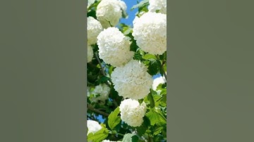 أذكار الصباح #اذكار_الصباح #صباح_الخير #مشاري_العفاسي #اكسبلور #دعاء #اسلاميات