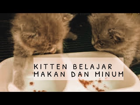 Video: Cara Mengajar Anak Kucing Untuk Makan Dan Minum