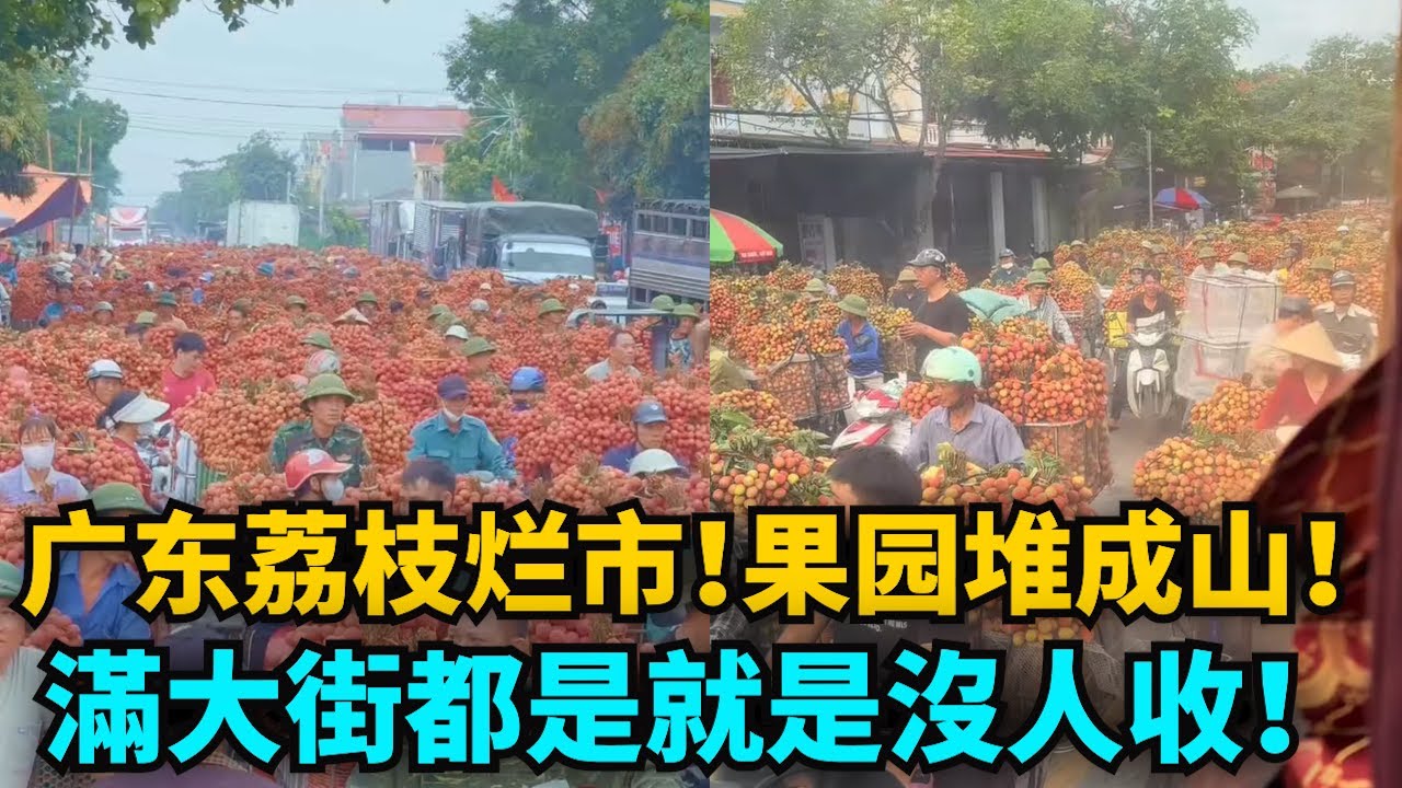 頂不住了！廣東荔枝爛市跌到地板價！果園堆成山！三毛壹斤當垃圾清理，滿大街都是就是沒人收！果農血虧！