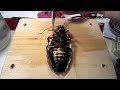 Remote controlled cockroach wtf??