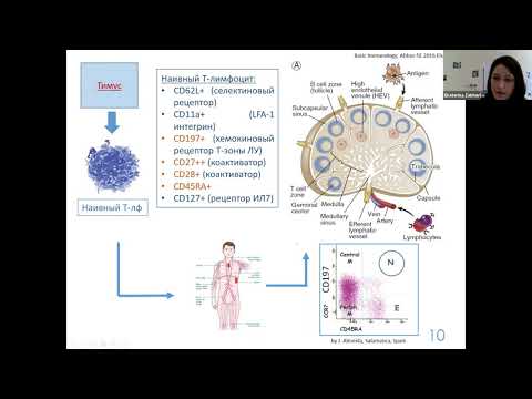 Видео: Клеточная миелодисплазия