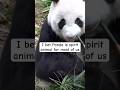 Panda is our spirit animal #shorts #viral #funny #panda #cute #lol #trending#trendingshorts