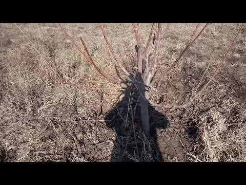 Video: Көчөттөрдү өстүрүүдө кетирилген каталар