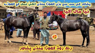 Horse Mandi Peshawar New Updates 21/04/2024 | High Quality New Polo Horses Arrived  Izhar Ali Shah