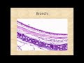 Histology of the respiratory system trachea larynx bronchi and bronchioles