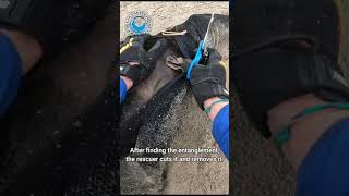 Baby Seal Rescued From Fishing Line #shorts